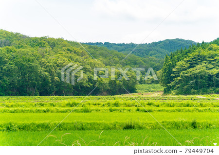 Rural scenery in Miyagi prefecture in early summer Rural scenery in Miyagi prefecture in early summer 79449704