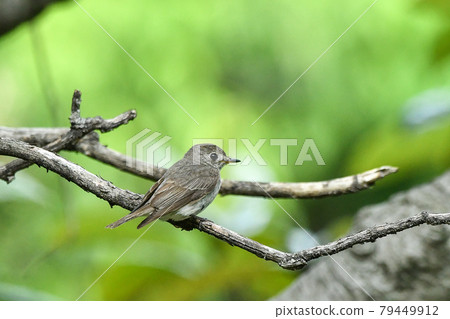 Kosametepataki 79449912