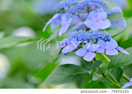繡球 79450283