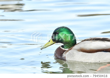Mallard Mallard 79450418