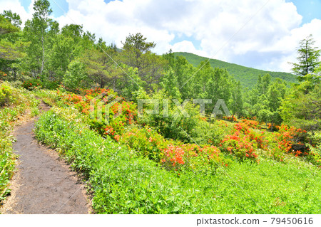 Nekodake Mountain Trail（長野縣上田市）[2021.6] 79450616