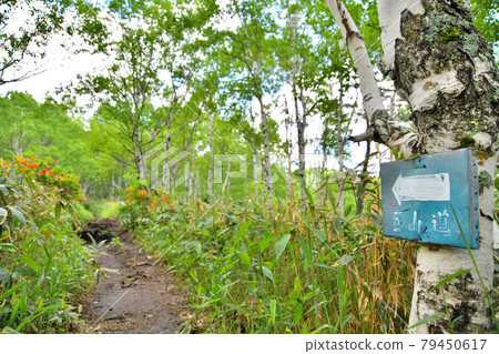 Nekodake Mountain Trail（長野縣上田市）[2021.6] 79450617