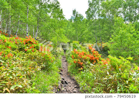 Nekodake Mountain Trail (Ueda City, Nagano Prefecture) [2021.6] 79450619