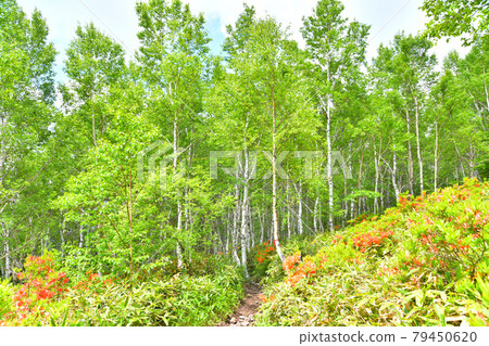 Nekodake Mountain Trail (Ueda City, Nagano Prefecture) [2021.6] 79450620