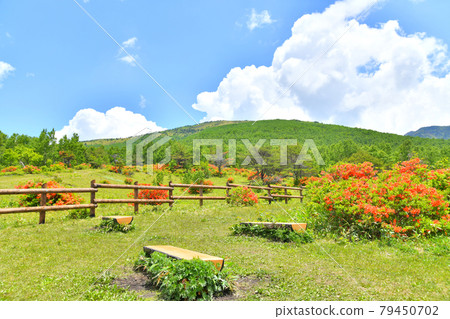 View toward the top of Mt. Neko from the Mt. Neko mountain trail (near Higashiya) (Ueda City, Nagano Prefecture) [2021.6] 79450702