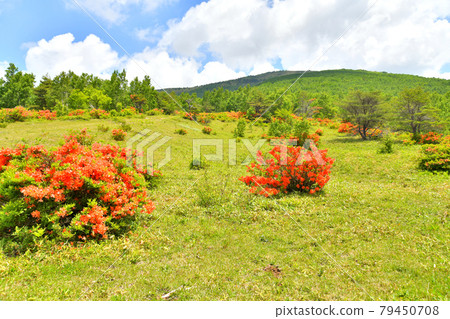 View toward the top of Mt. Neko from the Mt. Neko mountain trail (near Higashiya) (Ueda City, Nagano Prefecture) [2021.6] 79450708