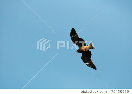 Ise-Shima Tobi flying in Anori Misaki Garden in the winter sky 79450929