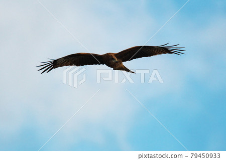 Ise-Shima Tobi flying in Anori Misaki Garden in the winter sky 79450933
