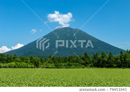 初夏的北海道羊蹄山風光 79451041