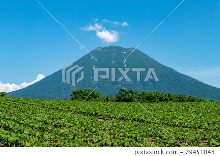 初夏的北海道羊蹄山風光 初夏的北海道羊蹄山風光 79451043