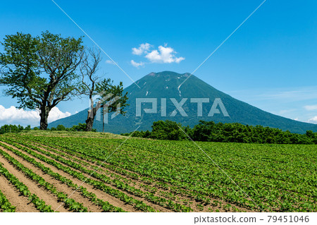初夏的北海道羊蹄山風光 初夏的北海道羊蹄山風光 79451046