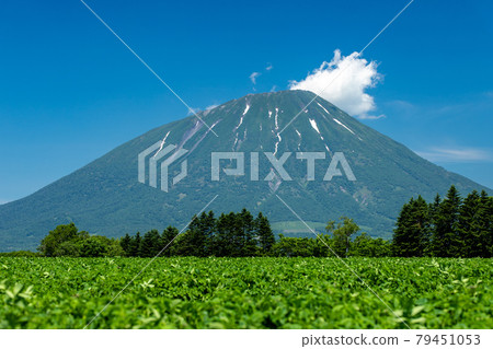 初夏的北海道羊蹄山風光 初夏的北海道羊蹄山風光 79451053
