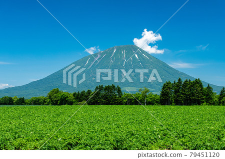 Scenery of Mt. Yotei in early summer in Hokkaido 79451120