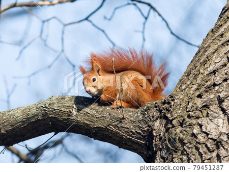 Red squirrel climbing on the tree 79451287