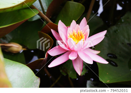 Water lily 79452031