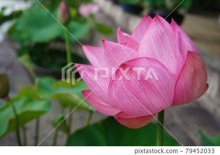 Lotus Lotus 79452033