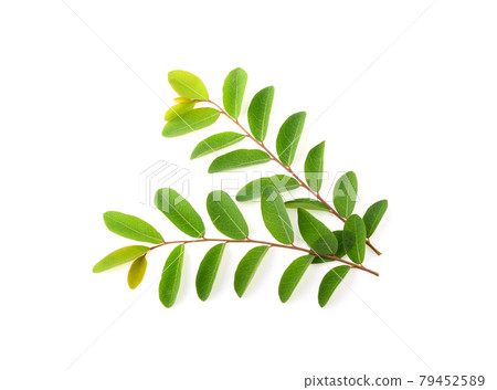 Moringa leaves isolated on white background 79452589