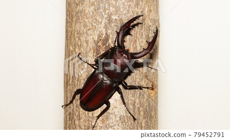 Prosopocoilus perch on a tree Prosopocoilus perch on a tree 79452791
