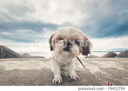 熱足 105 雲仙市 Wanko 79452799