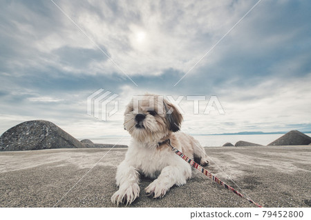 熱足 105 雲仙市 Wanko 79452800