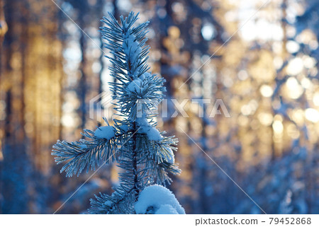 winter landscape .Winter scene winter landscape .Winter scene 79452868