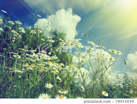 beautiful chamomiles beautiful chamomiles 79453039