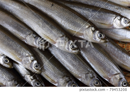 Smelt fishes on net. Pacific smelt fish variety Smelt fishes on net. Pacific smelt fish variety 79453208
