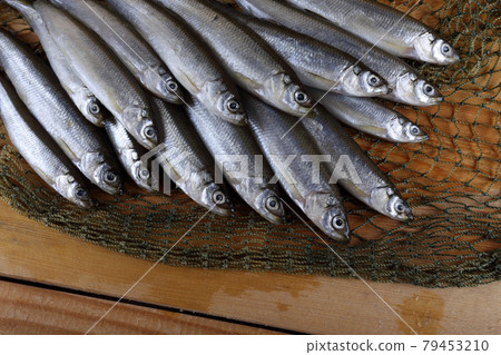 Smelt fishes on net. Pacific smelt fish variety Smelt fishes on net. Pacific smelt fish variety 79453210