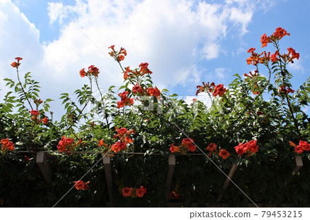 Orange trumpet vine that shines in the blue sky 79453215