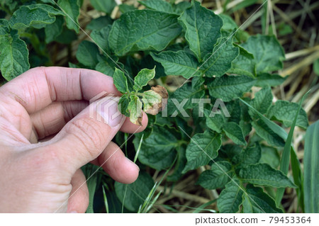Potato bush with brown and yellow spots on foliage, fungal problem. Solanaceae family disease phytophthora Potato bush with brown and yellow spots on foliage, fungal problem. Solanaceae family disease phytophthora 79453364