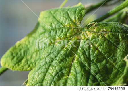 yellow spots on cucumber leaves are sign of disease chlorosis 79453366