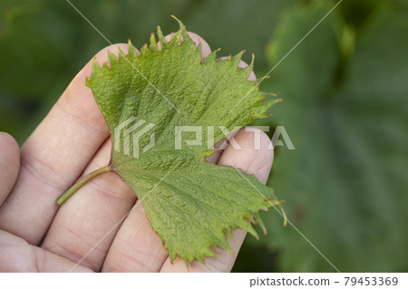 herbicidal burn on leaves of grapes. Damage to grape plants by herbicides growth regulators herbicidal burn on leaves of grapes. Damage to grape plants by herbicides growth regulators 79453369
