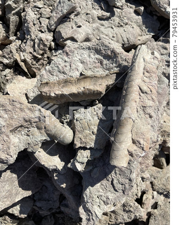 Petrified fossil. Extinct prehistoric animals 79453931