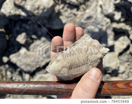 Geologist holding fossil and geological hammer close up 79453949