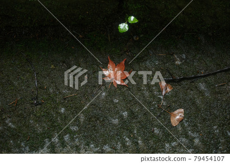 Maple falling on wet feet 79454107