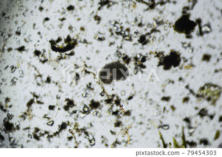 Large brown bean-shaped ciliate under the light microscope 79454303