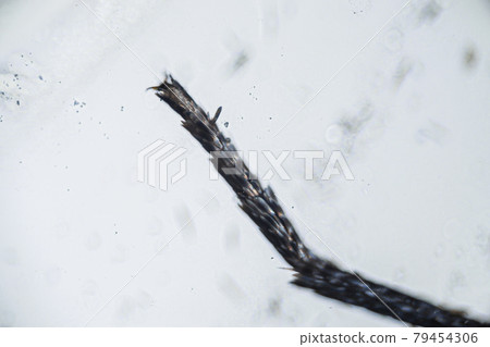 Ephestia elutella, leg of grain moth with scales macro close up under the light microscope, magnification of 40 times, microscope objective 4 79454306