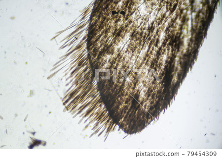Ephestia elutella, wing of grain moth with scales macro close up under the light microscope, magnification of 40 times, microscope objective 4 79454309