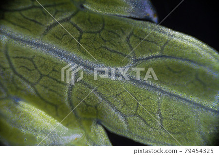Green celery leaf macro under the microscope with a magnification of 40 times, objective 4 79454325