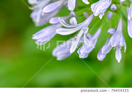  Agapanthus 79454355