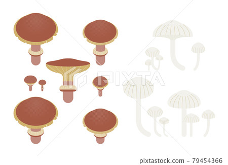 Suillus grevillei and Otomenokasa 79454366