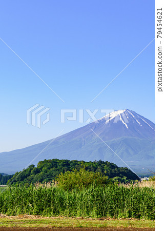 (Yamanashi) Blue sky and Mt. Fuji in early summer (Yamanashi) Blue sky and Mt. Fuji in early summer 79454621