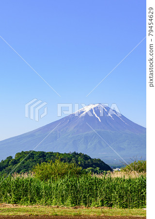 (Yamanashi Prefecture) Clear sky and Mt. Fuji / fresh green 79454629