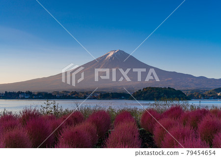 (山梨縣) 河口湖大石公園的黎明 Kokia 和富士山的秋葉 79454654