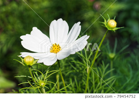White blossom of Cosmos bipinnatus plant, also known as garden cosmos or Mexican aster. 79454752