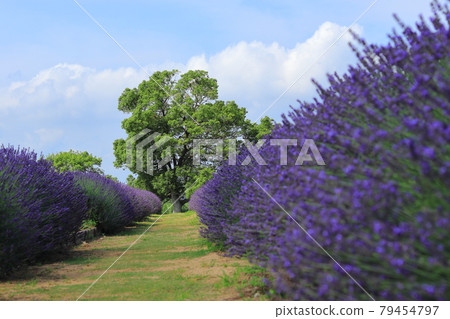 埼玉縣久喜市菖蒲鎮菖蒲總店 薰衣草盛開 79454797