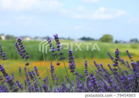 Lavender bank and rural scenery in Shobu Town, Kuki City, Saitama Prefecture 79454803