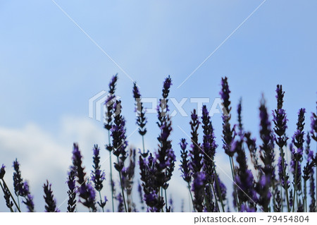 Lavender bank in full bloom, Iris General Branch, Iris Town, Kuki City, Saitama Prefecture 79454804