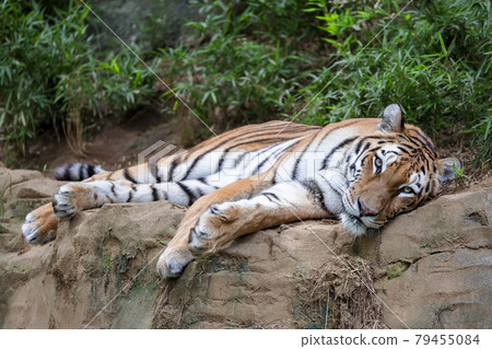 多摩動物公園阿穆爾虎 79455084