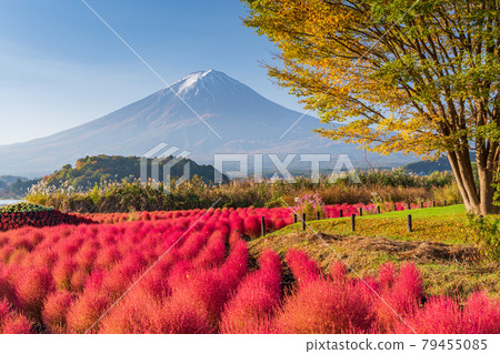 （山梨縣）河口湖大石公園：在晨光中泛紅的Kokia和富士山 79455085